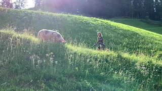 Schweinehüten am Bergbauernhof