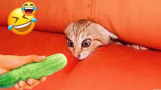 New Funny Animals 😂 Funniest Cats and Dogs Videos 😺🐶 #14