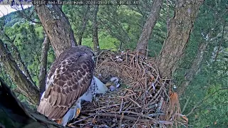 Leucistic Red-tailed Hawk Cam ~ Tom almost blew it again 😨 His 2nd visit was much better ~ 5/01/2023