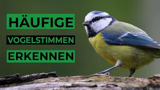 häufige Vögel am Gesang erkennen