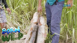 Born to be Wild: Cream dory in Marikina River