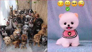 Tik Tok Chó Phốc Sóc Mini 😍 Funny and Cute Pomeranian #105