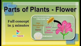 Class 6 Science Chapter 7 Getting to Know Plants - Parts of Plants - Flower - LearnFatafat