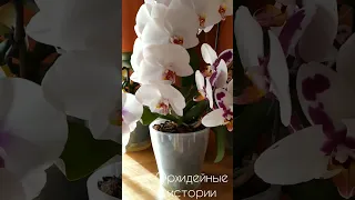 самые красивые орхидеи- это белые! #орхидеи #фаленопсис #phalenopsis