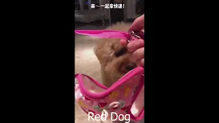 【Compilation】Dog Pet Puppy Pomeranian Grooming Teddy bear style ! dogs story#107