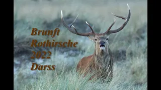 Hirschbrunft 2022, Darß: Die neuen Aufnahmen. Red deer, Rutting season 2022. The new shots!