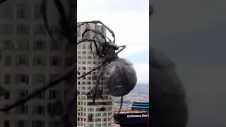 Monster Spider ! Mega Spider🕷️🕷️🕷️🕷️🕷️🕷️🕷️🕷️🕷️🕷️ Big Ass Spider Hollywood #shorts