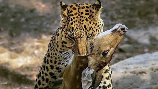 Цейлонский леопард – охотится на крокодилов и нападает на людей! Настоящий хозяин острова!