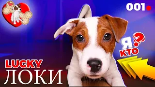 🐾 Кто такой Локи Бобо 🐾 Говорящая собака 🐾  Влог - 1 серия