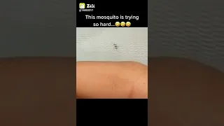 This mosquito is trying so hard (it's my life)😂😂😂