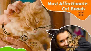 Most Affectionate Lap Cat Breeds - The 10 Most Cuddly Cat Breeds