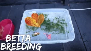 BETTAFISH BREEDING (part 1) - PAIRING BETTA FISH & PUTTING IN THE BREEDING TANK