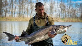 КАРПФИШИНГ | Зарыбляем Наш водоем Белугами. Трофейный клуб "Золотой Берег"