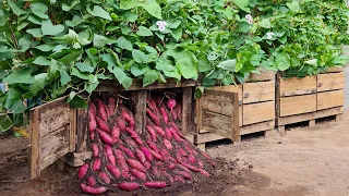 It's a pity that you don't know this method of growing sweet potatoes in pallets. Very many tubers