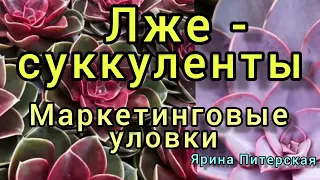 Лже-суккуленты.Маркетинговые уловки.