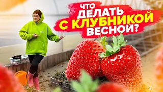 ВСЕ о КЛУБНИКЕ ВЕСНОЙ: подкормки, обработка от вредителей, спасение замерзших растений