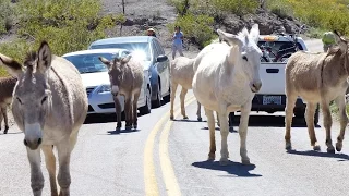 Oatman, Arizona - Route 66 - Ghost Town that refuses to die