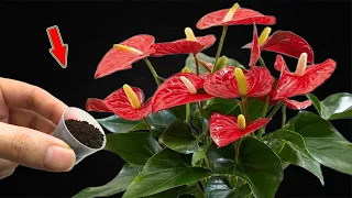Sprinkle 1 Teaspoon! Suddenly The Anthurium Bloomed Many Beautiful Flowers