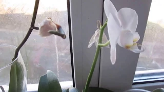 Почему у Орхидеи опадают,сохнут бутоны,вянут цветы!