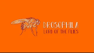 Drosophila: Lord of the Flies