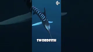 The Real Use of a Swordfish's Sword: Not What You Think! 🌊🐟 #facts #animals