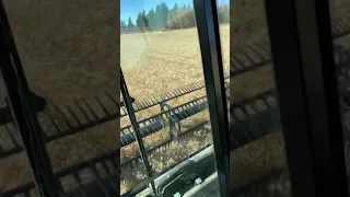 2020 MacDon FD140 Harvesting Wheat in front of a 2018 New Holland CR9.90
