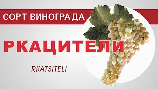 Сорт винограда Ркацители