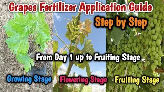 How to grow grapes, Complete fertilizer application guide from growing stage up to fruiting stage