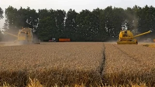 Two New Holland Clayson combines in action | 140 & 1545 | Wheat harvest 2014 | Holland