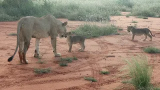 Lost lion cub returns to pride