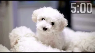 5 Minute Countdown Timer | Cutest Puppies | Adorable Dogs