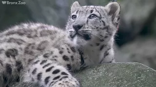 Baby 'Ghost Cat' Makes its Bronx Zoo Debut