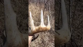 Shed #26 Northern Alberta 2024 - Heavy 5 Point