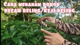 Cara Menanam Pohon Pecah Beling/Keji Beling