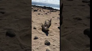 Natural History: Galapagos & Ecuador by Conall Rubin Thomas '22