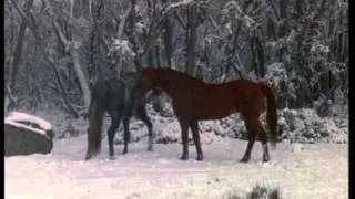 Yarraman's dilemma