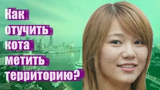 Как отучить кота метить территорию?