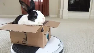 Rabbit riding on vacuum cleaner!
