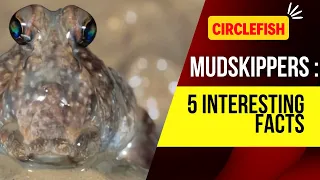 Mudskippers : 5 Interesting Facts