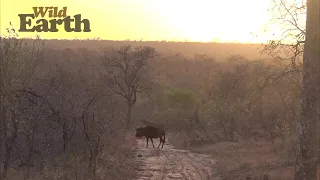 WildEarth - Sunset - 22 September 2021