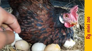 hen hatching eggs🥚 1-21 Days || murgi kudak nest🪺 hatch chick's  #chicken