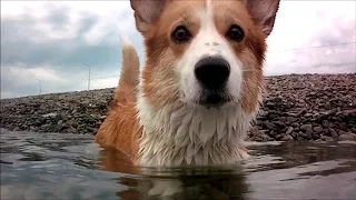 Как плавают корги - вид под водой