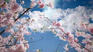 Футаж.Весна.🌸Сакура и бабочки.🦋 Цветет сакура🌸