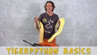 Reptil TV - Folge 92 - Tigerpython Basics