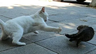 Angry White Cat Viciously Attacked a Kitten for No Reason..