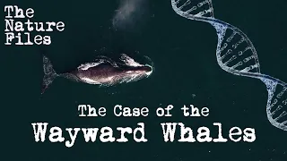 The Nature Files (Ep. 3): The Case of the Wayward Whales