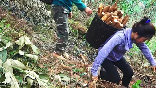 Harvest cassava to make wine, as food for chicken, ducks - Off grid living with nature