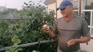 Зимостойкие сорта яблонь для Сибири