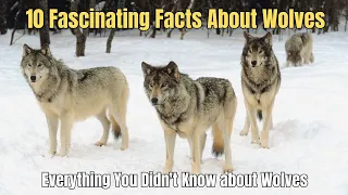 🐺 10 Fascinating Facts About Wolves You Didn't Know 🐕 Wolves Information and Facts 💥💯