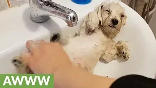 Puppy nearly falls asleep during his first bath